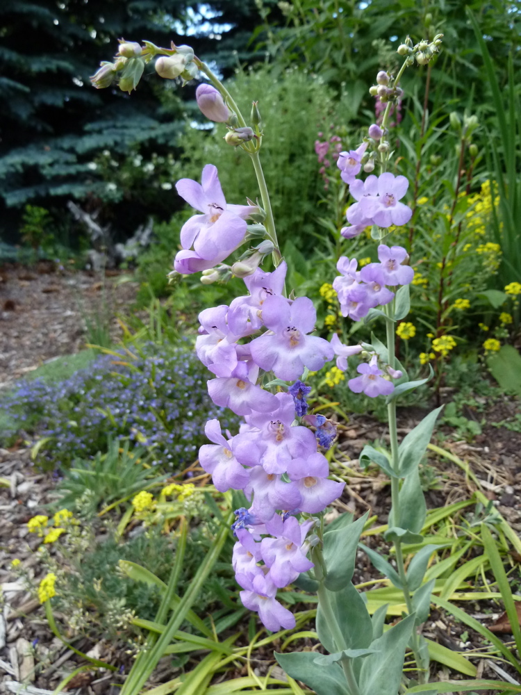 Penstemon secundiflorus | North American Rock Garden Society